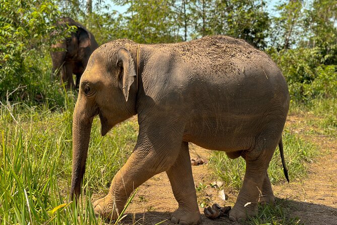 Half Day Elephant Home Sanctuary in Samui - The vegetarian meal and the surprise video finish
