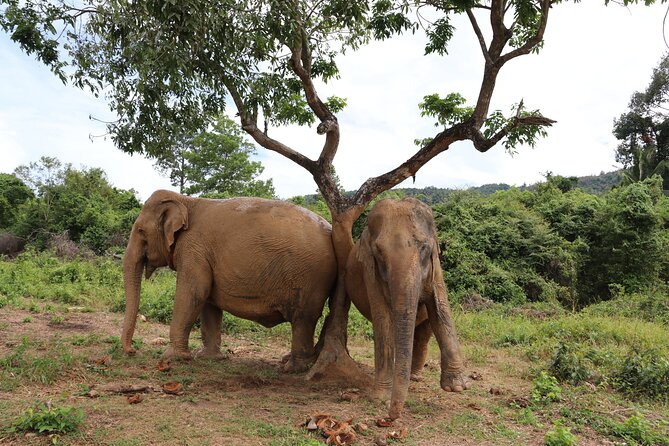Half Day Elephant Home Sanctuary in Samui - Price and value: what $97.83 buys you in Samui