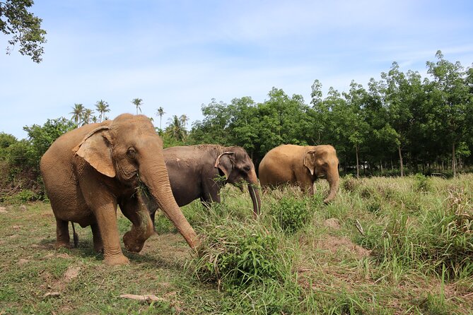 Half Day Elephant Home Sanctuary in Samui - Who should book this, and who should think twice