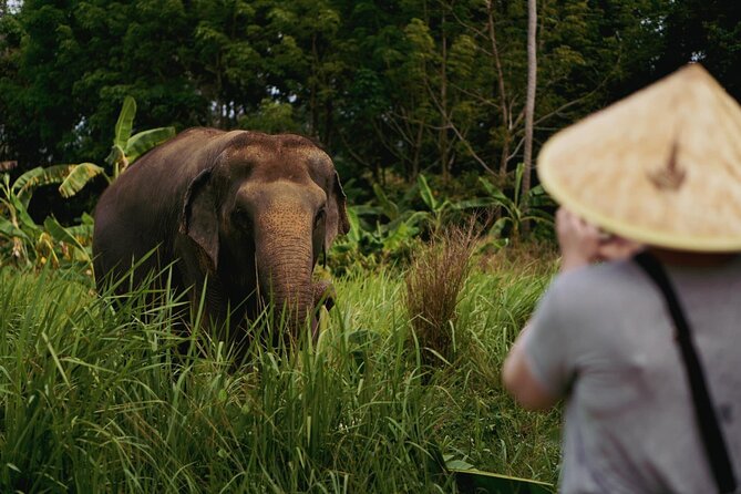 Half Day Elephant Home Sanctuary in Samui - Your first jungle viewing time: roaming, mud cooling, and guide-led context
