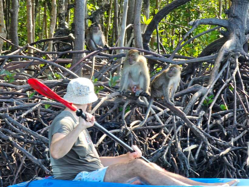 Half Day Mangrove Forest (Morning or Afternoon) - Wildlife Spotting in Mangroves: What You Can Expect