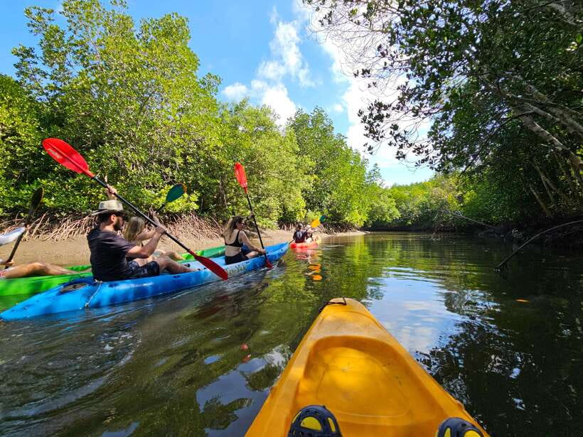 Half Day Mangrove Forest (Morning or Afternoon) - Price and Value: Is $27 a Good Deal?