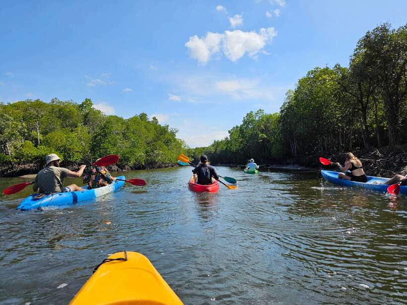 Half Day Mangrove Forest (Morning or Afternoon) - What to Bring (So You Do Not Feel Miserable Mid-Trip)