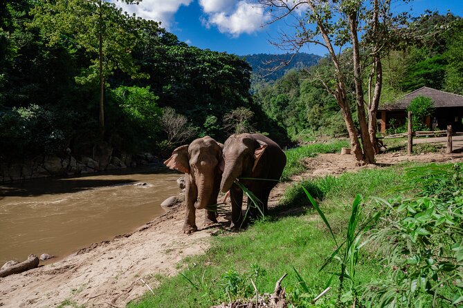 Half Day Visit Smile Elephant Chiang Mai - Key Highlights Worth Your Time