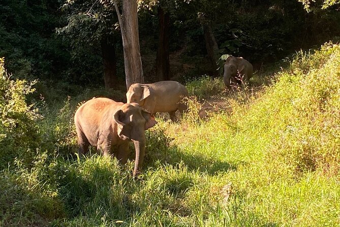 Half Day Visit Smile Elephant Chiang Mai - Why Smile Elephant Chiang Mai Feels More Like Care Than a Performance