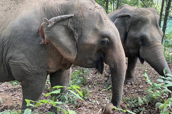 Half Day Visit Smile Elephant Chiang Mai - Getting There From Chiang Mai: Meeting Point and the Real Timing