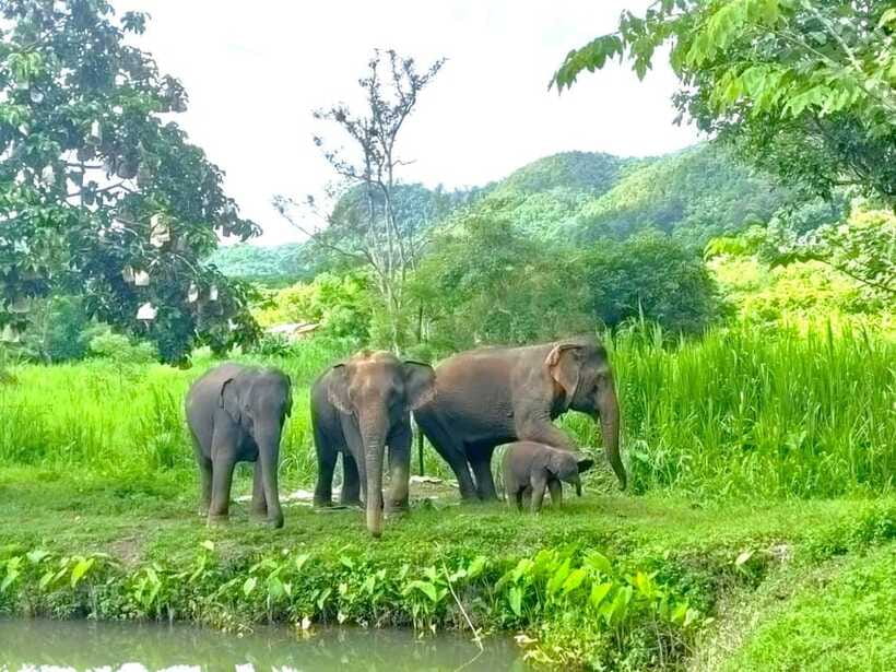 Half-day with CHIANGMAI ELEPHANT CARE program (12pm-6pm.) - Making herbal digestion medicine balls, a hands-on care moment