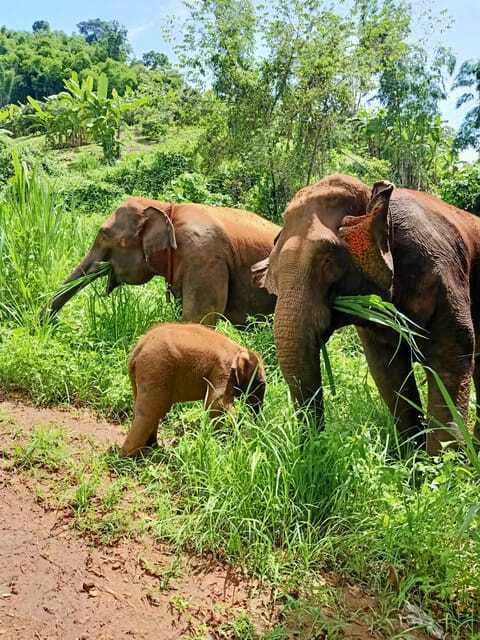 Half-day with CHIANGMAI ELEPHANT CARE program (12pm-6pm.) - River bathing and brushing: what to expect when elephants set the schedule