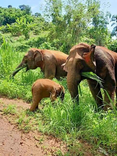Half-day with CHIANGMAI ELEPHANT CARE program (12pm-6pm.) - The noon pickup and the Maeteang drive, so you plan your day right