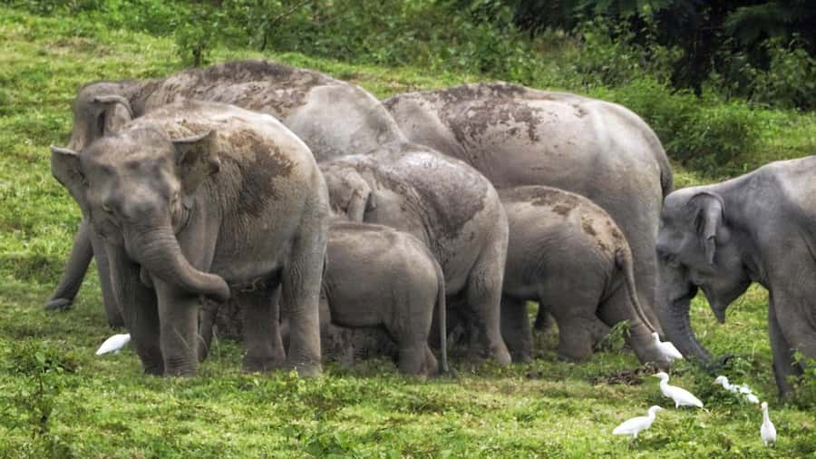 Hua Hin: Kui Buri Elephant Safari Private Tour - From Hua Hin pickup to the reserve: how the drive sets the tone