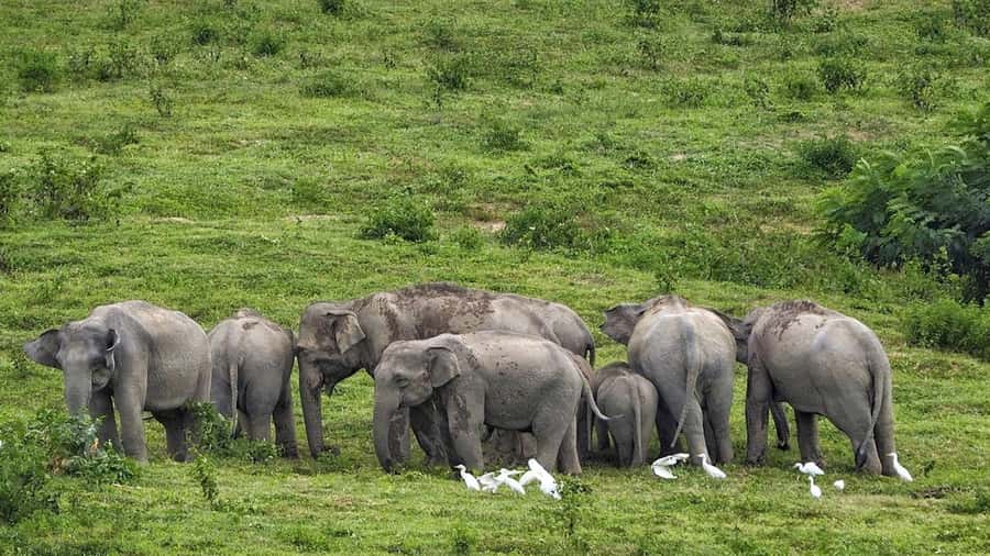 Hua Hin: Kui Buri Elephant Safari Private Tour - Watching elephants close enough, and what other animals you might spot