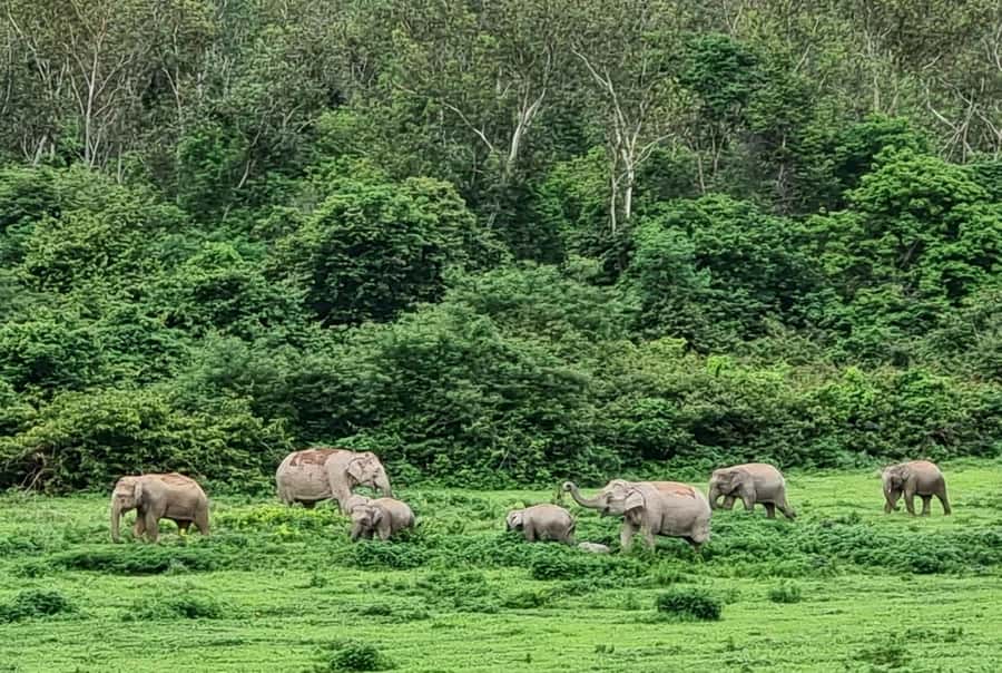 Hua Hin: Kui Buri Elephant Safari Private Tour - Price and value: what $157 gets you for 6.5 hours