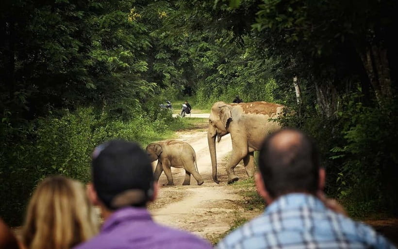 Hua Hin: Kui Buri National Park Wild Elephant Watching - Key things I’d bank on before you go