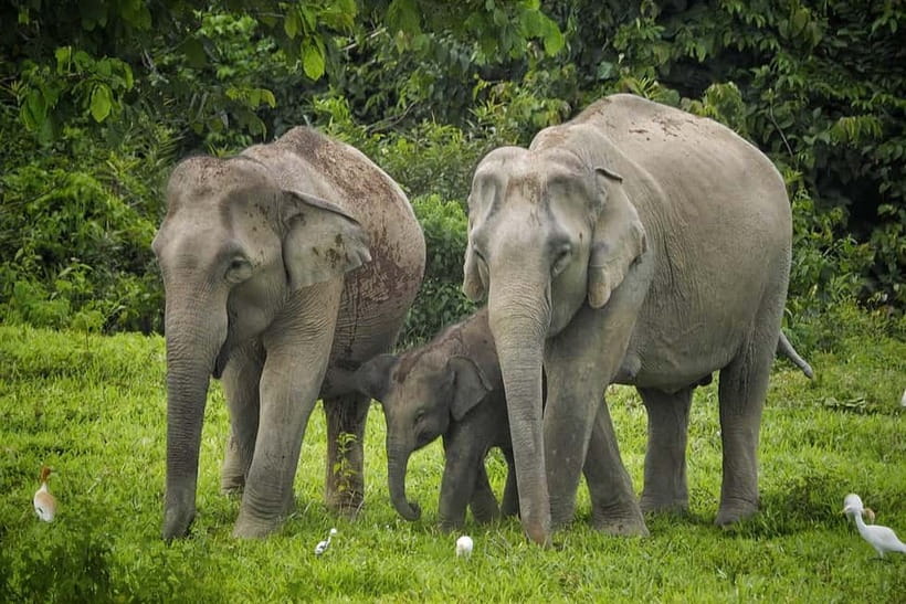 Hua Hin: Kui Buri National Park Wild Elephant Watching - What you might see: elephants, gaurs, leopards, and birds