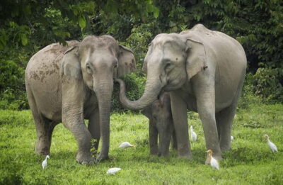 Kui Buri National Park Wild Elephant Watching