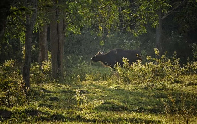 Hua Hin: Kui Buri National Park Wild Elephant Watching - Ethical elephant watching, and why distance can be a good thing
