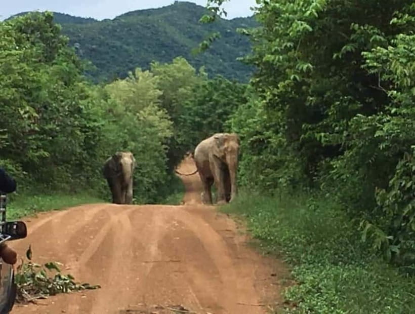 Hua Hin: Kui Buri National Park Wild Elephant Watching - The other half of your evening: Thai dinner and the return drive