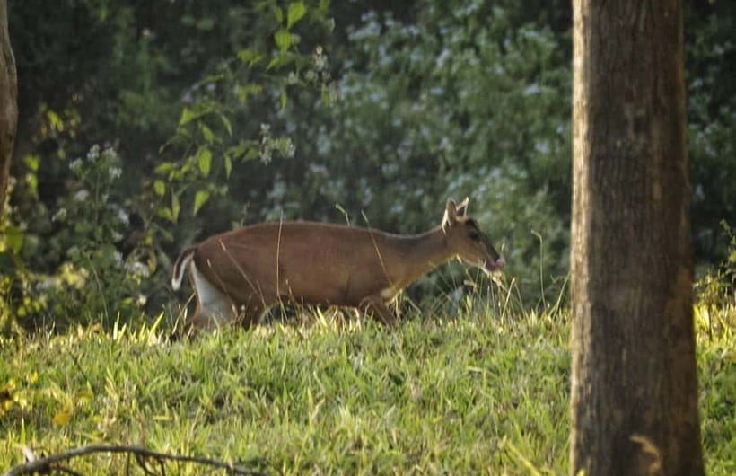 Hua Hin: Kui Buri National Park Wild Elephant Watching - Price and value: is $93 worth it?