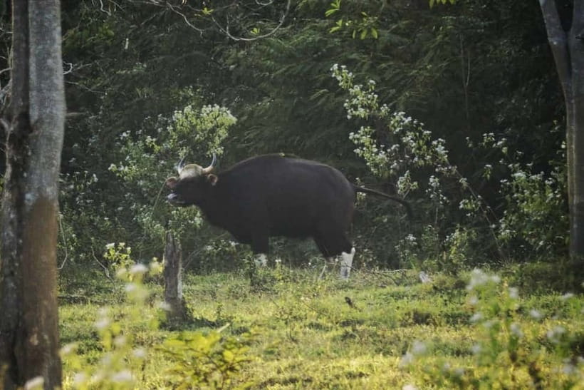 Hua Hin: Kui Buri National Park Wild Elephant Watching - What to expect in the real world, including rain
