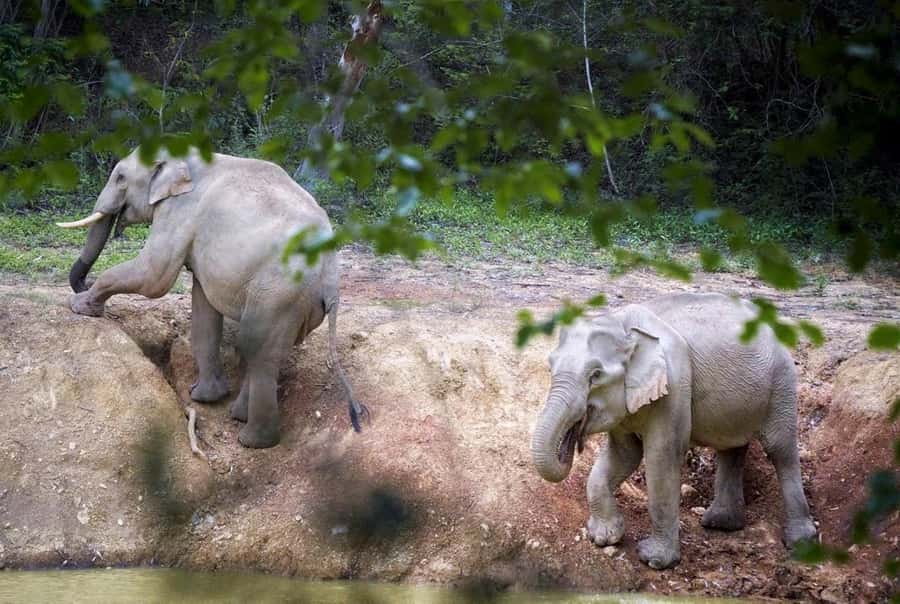 Hua Hin: Kui Buri Wild Elephant Watching Tour - Hua Hin to Kui Buri, what the drive really sets up