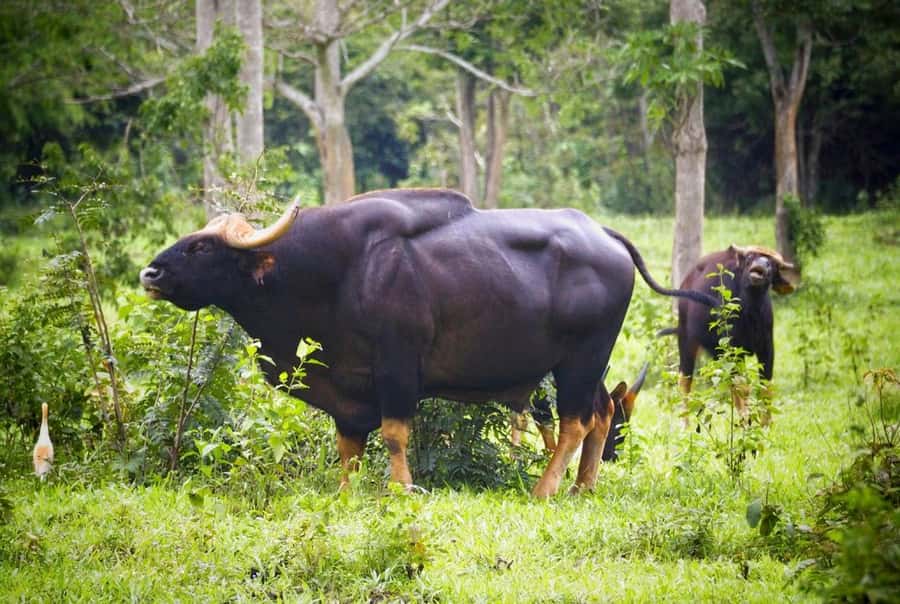 Hua Hin: Kui Buri Wild Elephant Watching Tour - Beyond elephants, how to spot gaurs, deer, boars, and birds