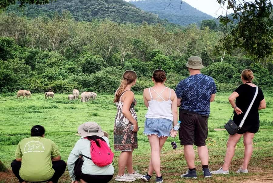 Hua Hin: Kui Buri Wild Elephant Watching Tour - Price and logistics, is $112 good value