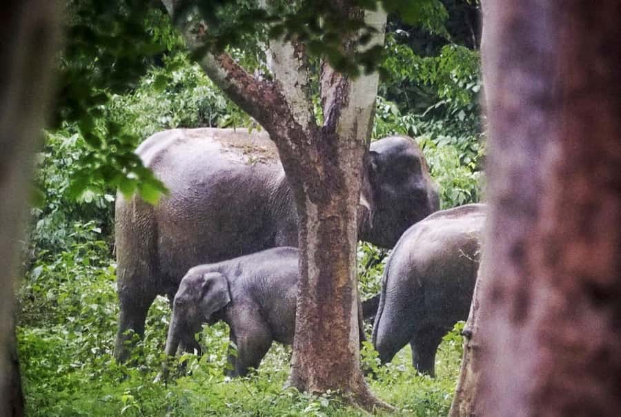 Hua Hin: Kui Buri Wild Elephant Watching Tour - Transport time, timing at 13:00, and how to plan your day