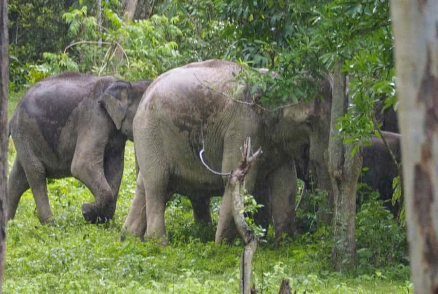 Hua Hin: Kui Buri Wild Elephant Watching Tour - What to bring, and the animal rules you must follow