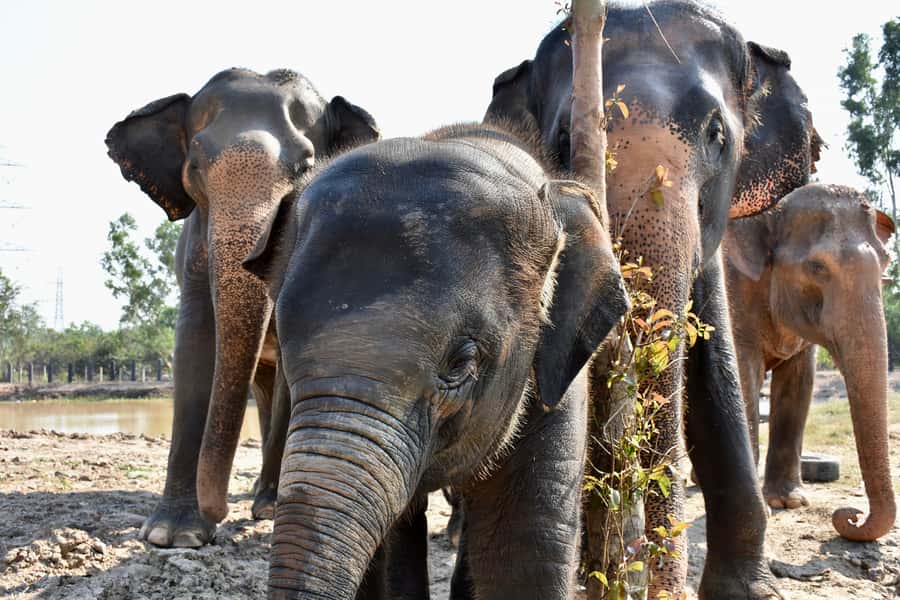 Hua Hin: Wildlife Friends Foundation Thailand Full-Day Visit - Key points to know before you go