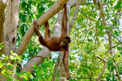 Wildlife Friends Foundation Thailand Full-Day Visit