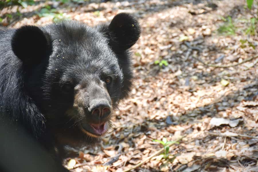 Hua Hin: Wildlife Friends Foundation Thailand Full-Day Visit - Conservation education you can actually use