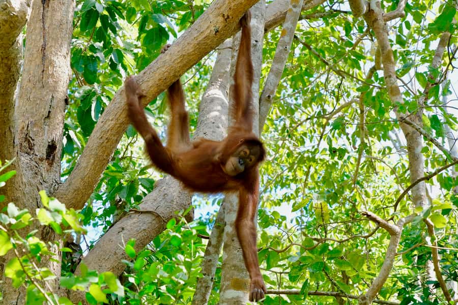 Hua Hin: Wildlife Friends Foundation Thailand Full-Day Visit - The guided walking tour: learning the real stories behind rescued animals