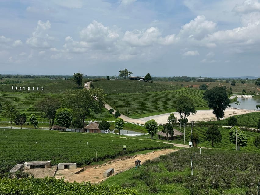 JOIN TOUR 1 day trip around Chiang Rai included lunch buffet - Choui Fong Tea Farm: Tea, Dessert, and a Tea Ceremony