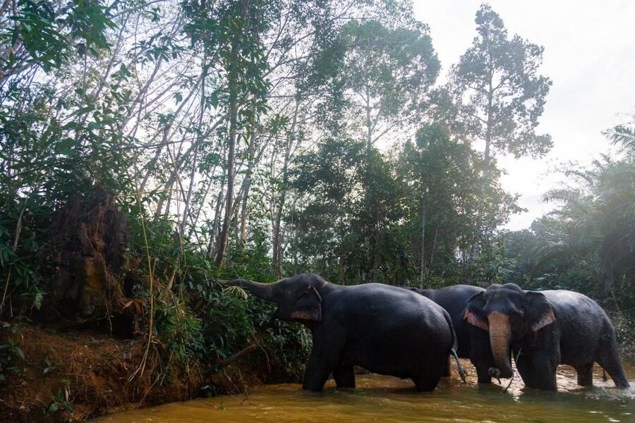 Khao Lak: 1-Hour Elephant Sanctuary Eco-Journey with Shuttle - Feeding elephants up close: the food basket moment