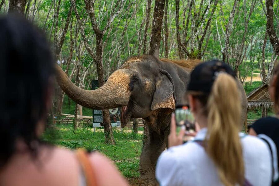 Khao Lak: 1-Hour Elephant Sanctuary Eco-Journey with Shuttle - Watching elephants bathe by the river, without the forced stuff