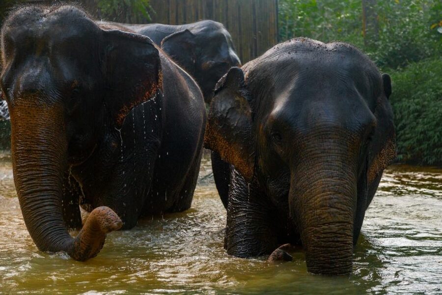 Khao Lak: 1-Hour Elephant Sanctuary Eco-Journey with Shuttle - Learning about elephant conservation, with real people behind the story