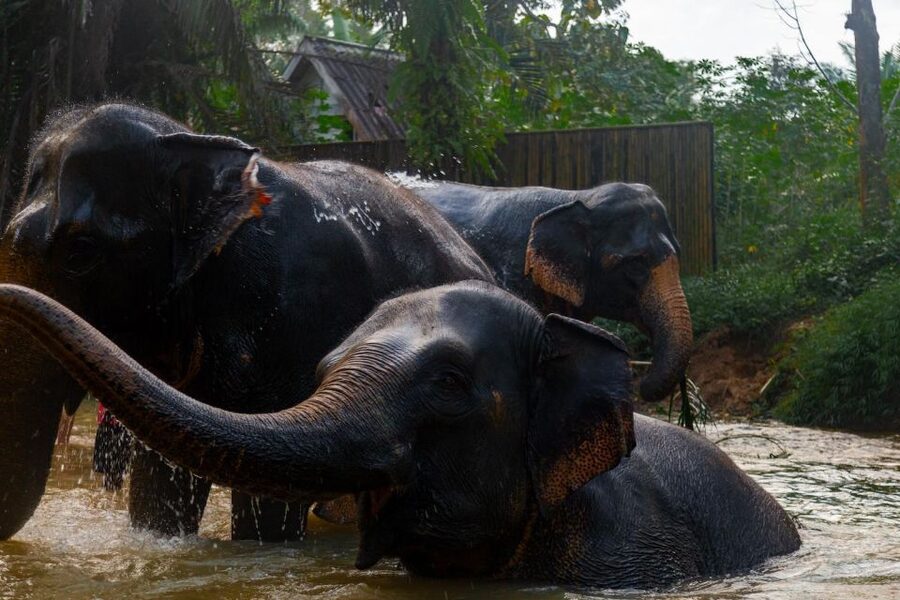 Khao Lak: 1-Hour Elephant Sanctuary Eco-Journey with Shuttle - The $49 price tag: is it good value for an hour?