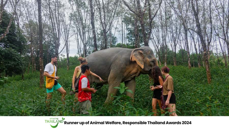 Khao Lak: 2-Hour Elephant Sanctuary Eco-Walk with Guided - Herbal vitamin ball making: hands-on care you can actually understand