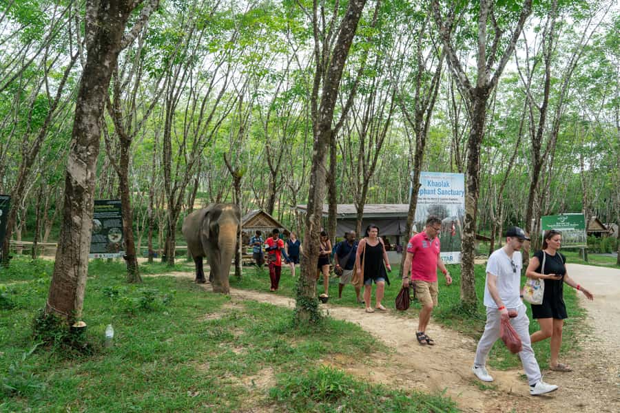 Khao Lak: 2-Hour Elephant Sanctuary Eco-Walk with Guided - Ethical elephant tourism: what makes this one feel more credible
