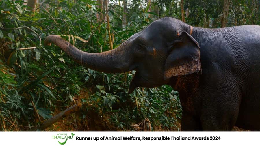 Khao Lak: All-Day Elephant Sanctuary Experience Small Groups - Khao Lak Elephant Sanctuary: what makes it feel genuinely ethical