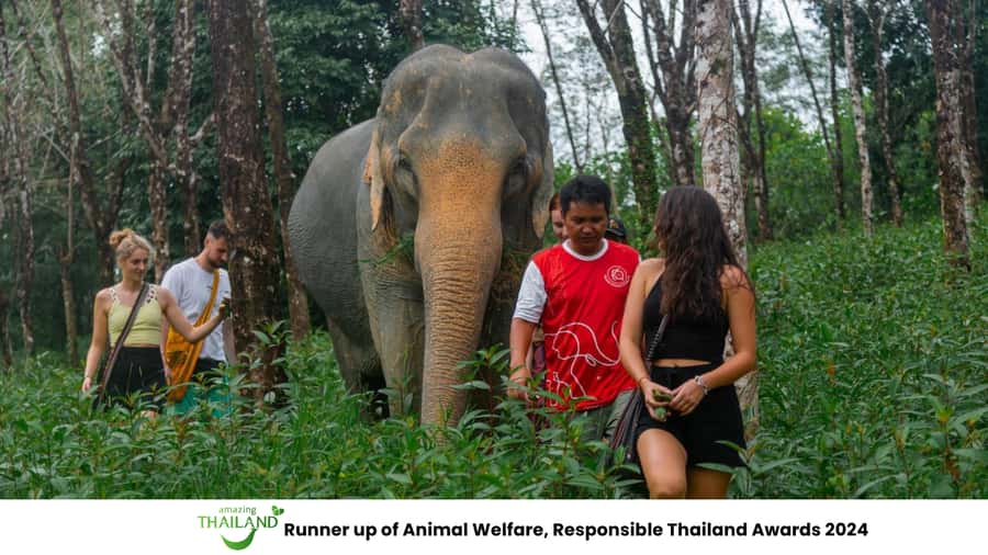 Khao Lak: All-Day Elephant Sanctuary Experience Small Groups - Jungle observation walk: watching elephants like they live there