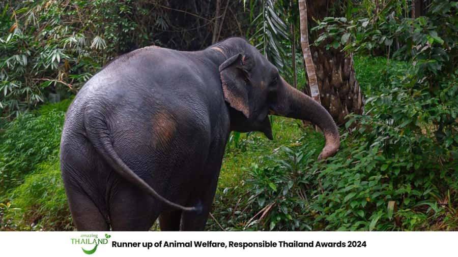 Khao Lak: All-Day Elephant Sanctuary Experience Small Groups - Herbal Vitamin Ball workshop: turning “care” into something concrete