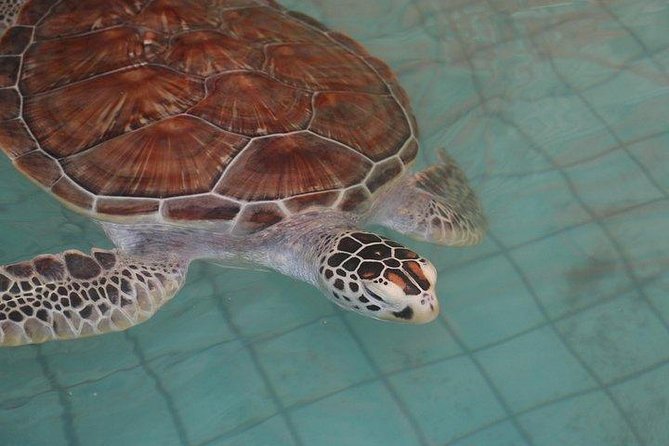 Khao Lak: Bamboo Rafting & Sea Turtle Conservation Center - What the $42.39 Price Gets You (and What You Should Budget For)