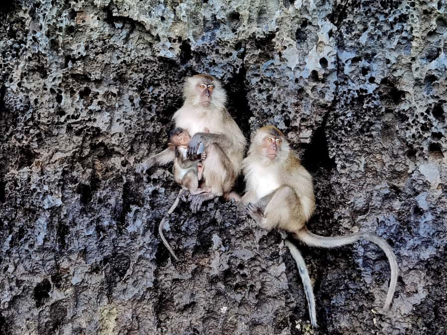 Khao Lak: Day Trip to Phi Phi with Private Longtail Tour - Crowd management: the real downside of Phi Phi right now