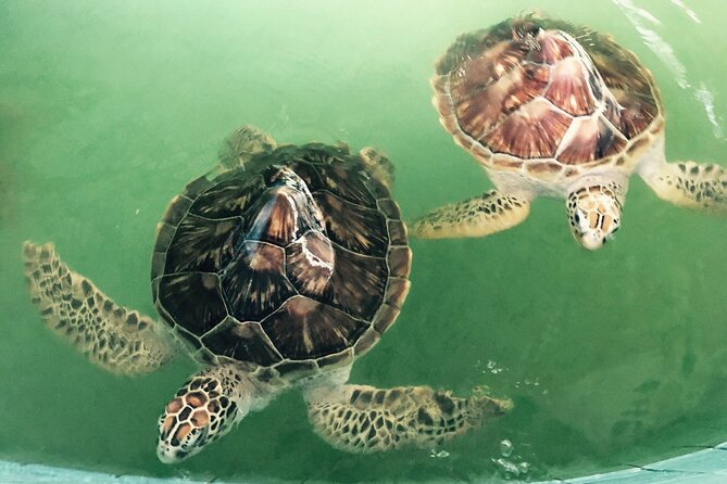 Khao Lak Eco-Safari: Elephants, Tsunami Museum, and Turtles - Tsunami memorial time: Patrol Boat 813 and Wat Lak Kaen