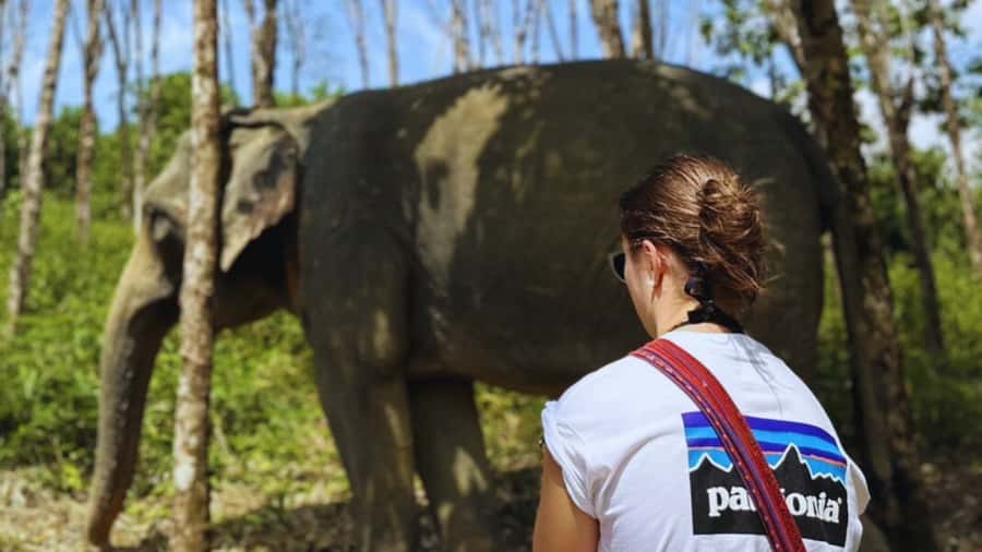 Khao Lak Eco-Safari: Elephants, Tsunami Museum, and Turtles - Price check: is $112 per person good value?