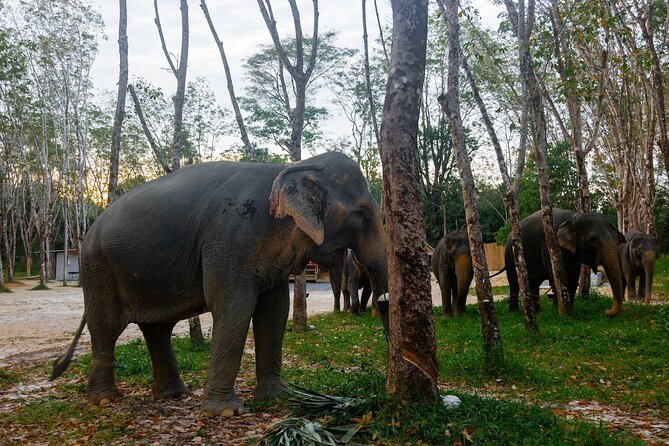 Khao Lak Eco-Safari: Elephants, Tsunami Museum, and Turtles - Elephant Sanctuary walk: bananas, cane sugar, and ethical observing