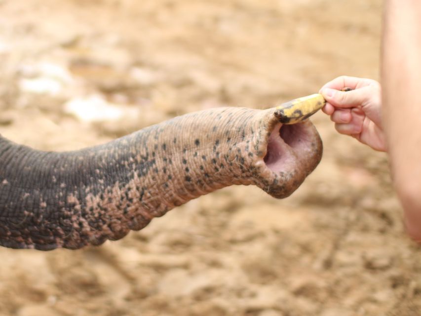 Khao Lak: Elephant Bathing and Turtle Center Visit - Key highlights worth planning for