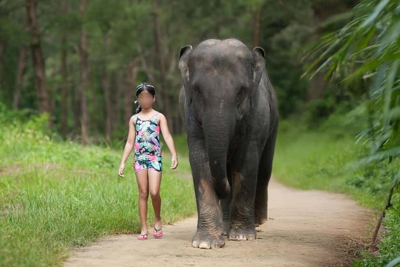Khao Lak: Elephant Bathing and Turtle Center Visit - How the half-day Khao Lak schedule feels, morning or afternoon
