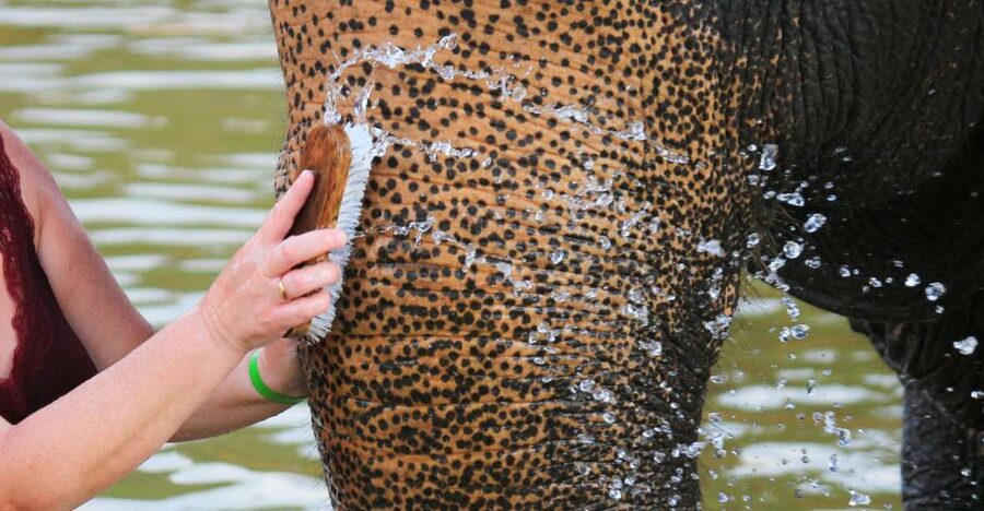 Khao Lak: Elephant Bathing and Turtle Center Visit - The comfort reality check: mud, water, and the shower setup after